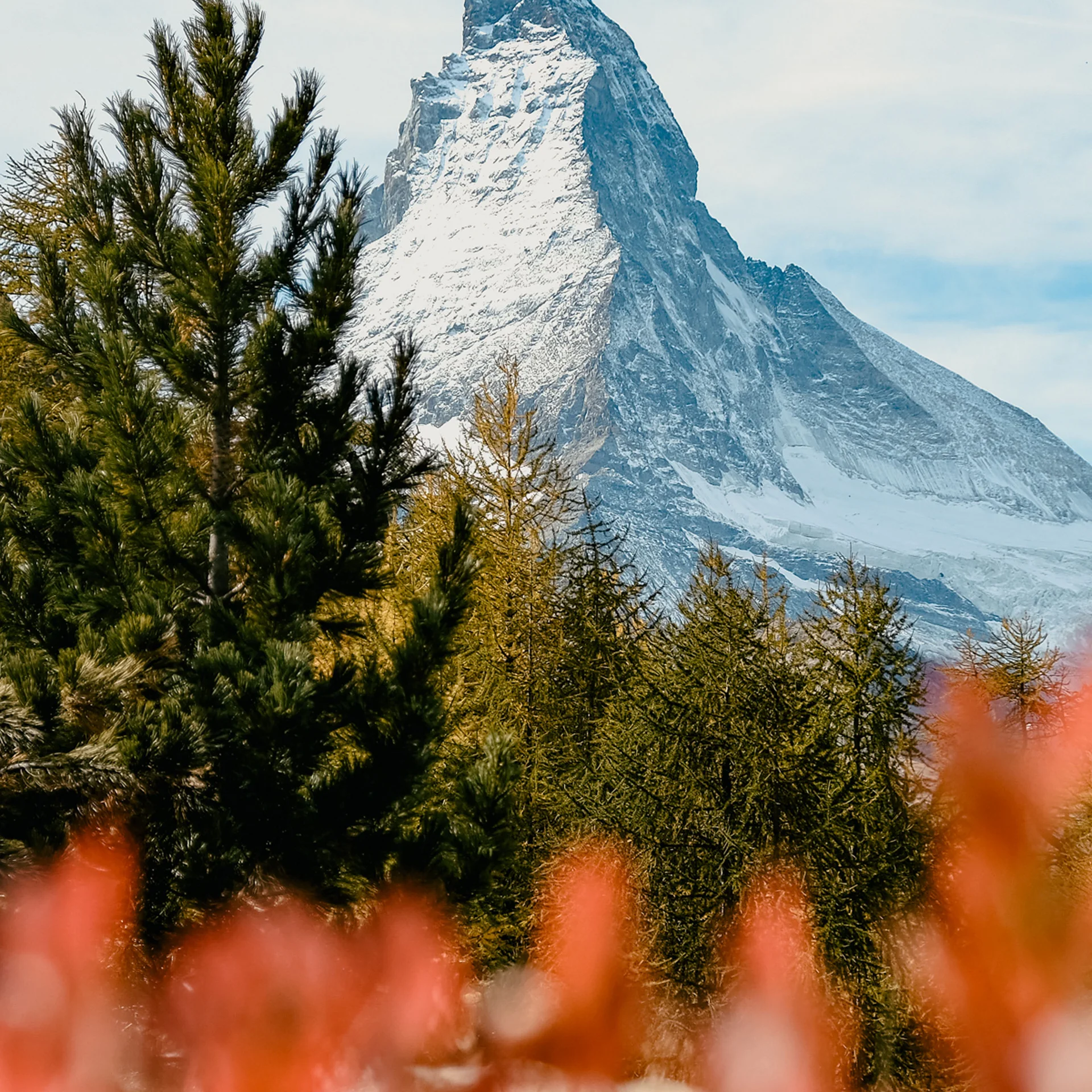 Schneebedeckter Matterhorn mit Nadelbäumen im Vordergrund