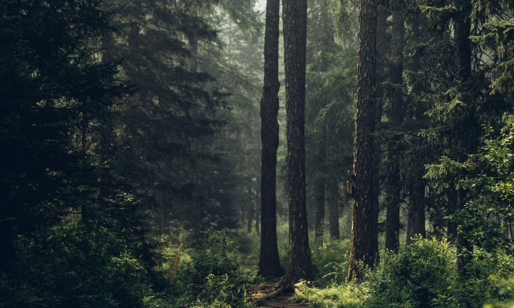 Mountain Biking in Zermatt - Resort La Ginabelle Zermatt Forest path with tall trees and dense green undergrowth in morning light