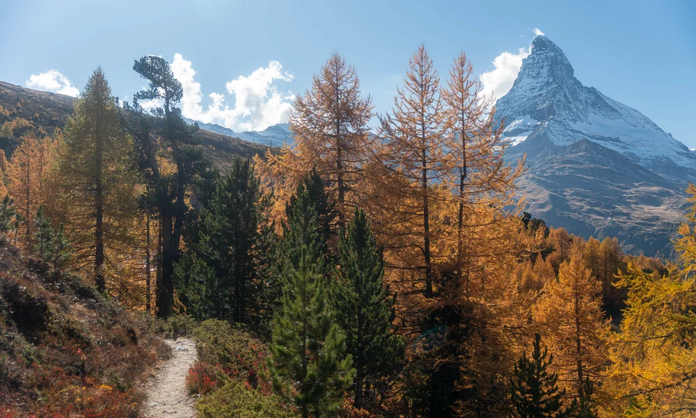 Wandern in Zermatt - Resort La Ginabelle Zermatt Wanderweg durch herbstlichen Wald mit Matterhorn und blauem Himmel im Hintergrund