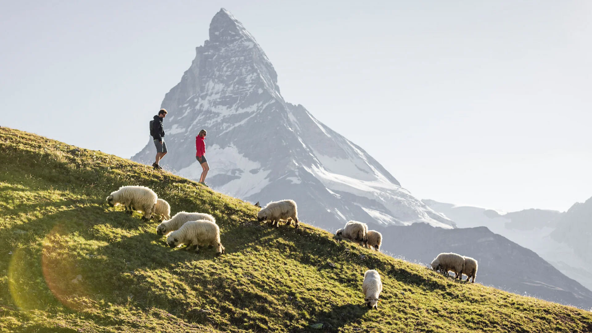 Wandern in Zermatt - Resort La Ginabelle Zermatt Zwei Wanderer auf einer grünen Alm mit Schafen und Matterhorn im Hintergrund